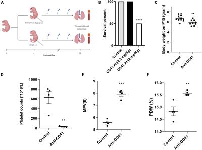 Platelets are indispensable for alveolar development in neonatal mice